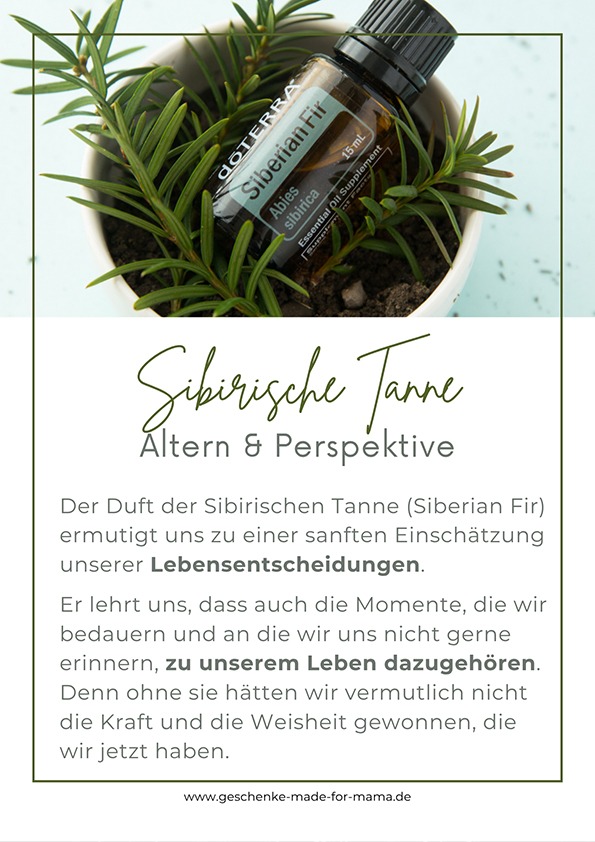 Sibirische Tanne ätherisches Öl – unterstützt emotionale Heilung, Akzeptanz der eigenen Lebensgeschichte und innere Stärke