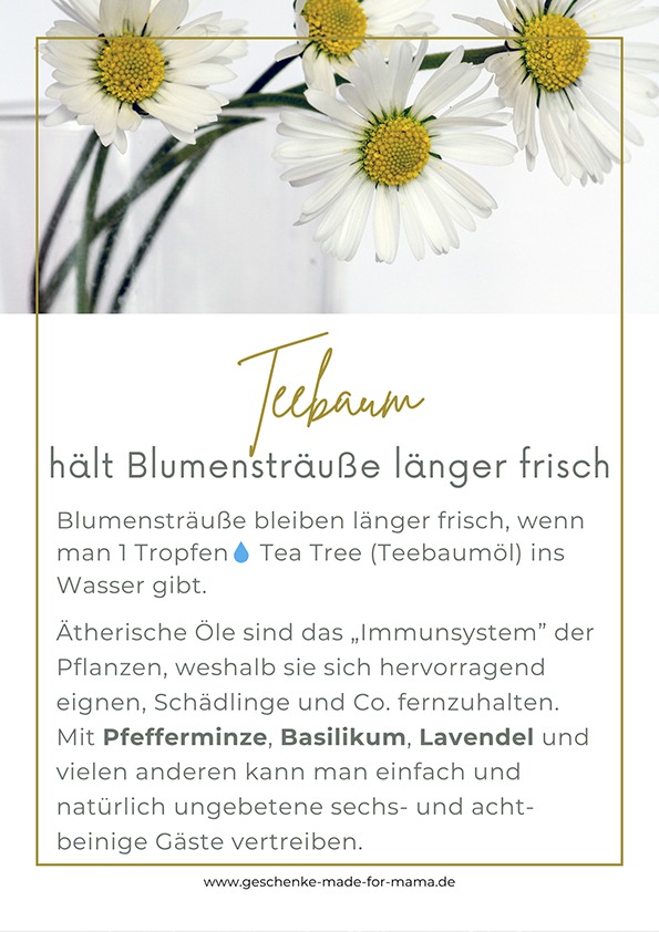 Natürlicher Insektenschutz mit ätherischen Ölen – Teebaumöl im Vasenwasser und Anwendung im Garten gegen Schädlinge