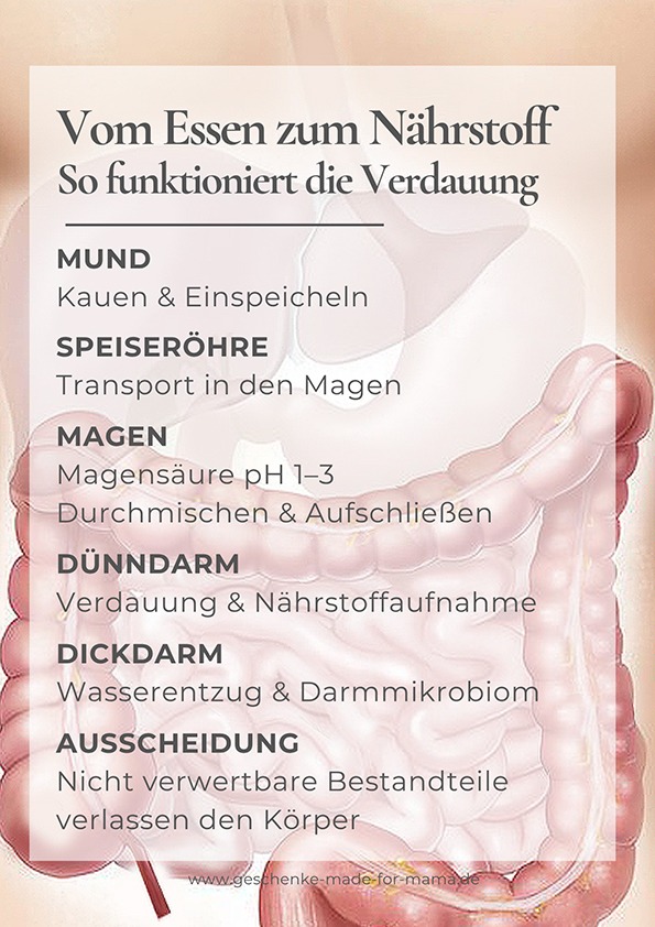 Übersicht der Verdauungsorgane von Mund und Magen bis Dünndarm und Dickdarm und ihrer Aufgaben